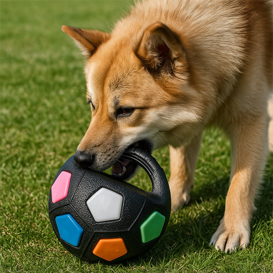 Un chien de type Shiba Inu ou Akita brun et blanc est sur une pelouse verte, tenant fermement dans sa gueule la poignée de la Squickie Ball, un jouet pour chien noir en forme de ballon de football américain orné de facettes colorées (bleu, rose, blanc, vert, orange).