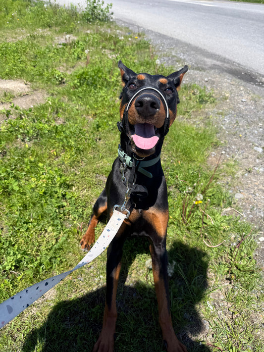 Chien Doberman noir et feu souriant, attaché en laisse, lors d'une promenade en bord de route à la campagne.