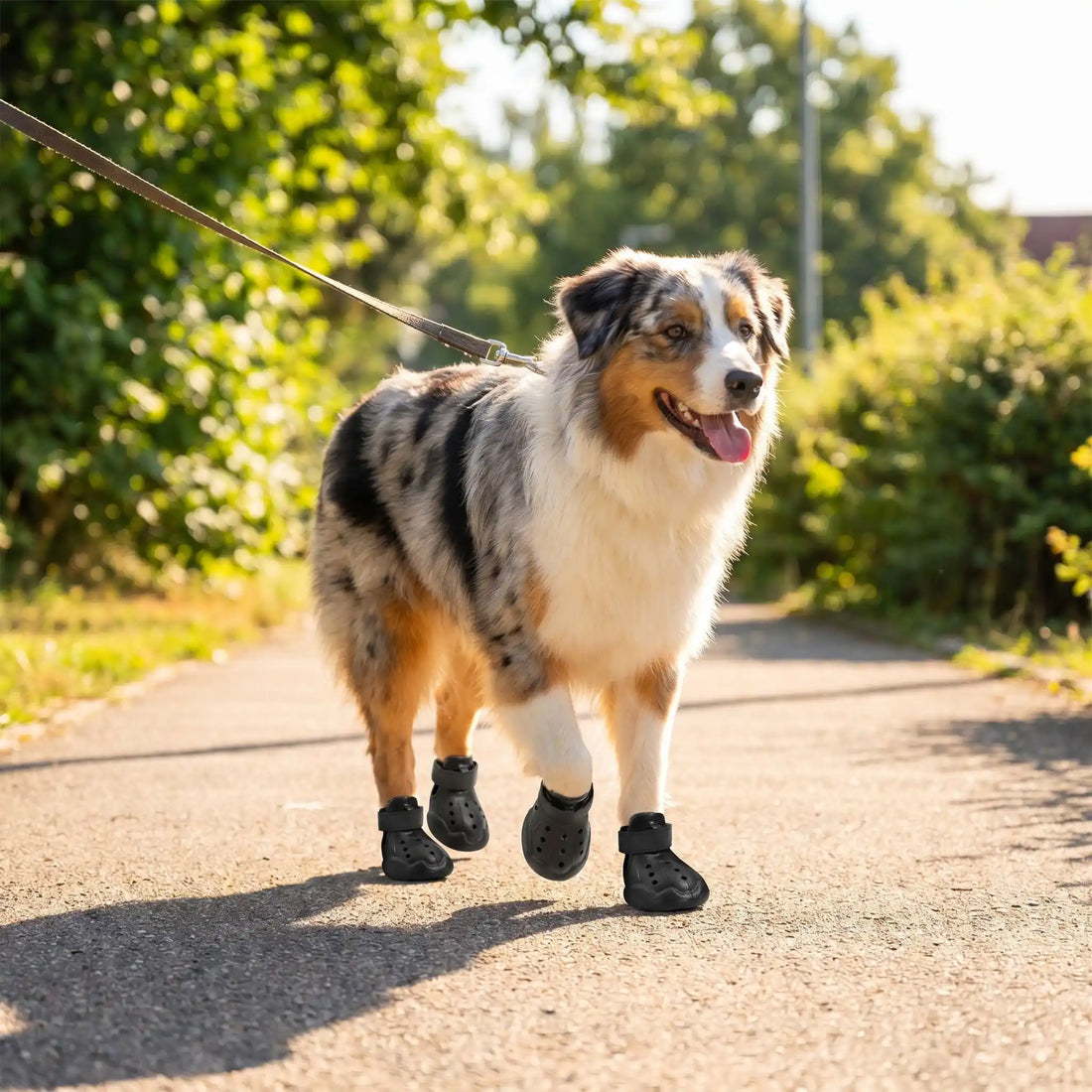 Par une journée ensoleillé d'été, un Berger Australien marche sur le bitume chaud portant ses bottes pour chien 4X4 pattes qui protègent ses coussinets de la chaleur et lui garantissent une promenade sereine.