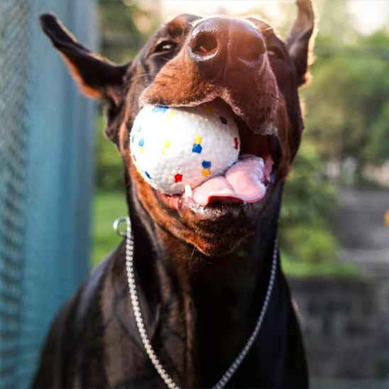 Activité avec son chien : Guide Complet des Meilleures Idées