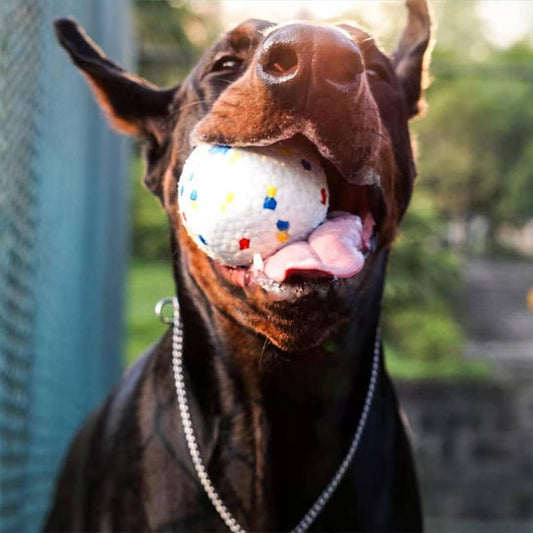 Activité avec son chien : Guide Complet des Meilleures Idées