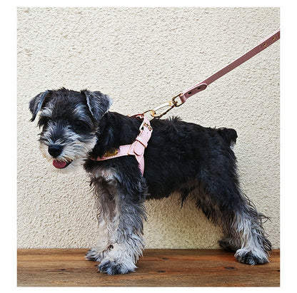 Petit chien de race Schnauzer portant le harnais Rocky en cuir rose pâle, illustrant la coupe ajustée au poitrail et la fixation solide de la laisse assortie