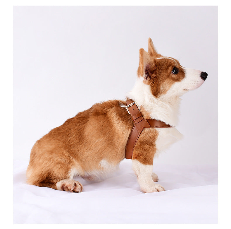 Chien de race Corgi gallois portant le harnais Rocky en cuir couleur chocolat, vu de profil sur fond blanc, mettant en valeur la boucle de réglage sur l'épaule et la solidité des lanières.