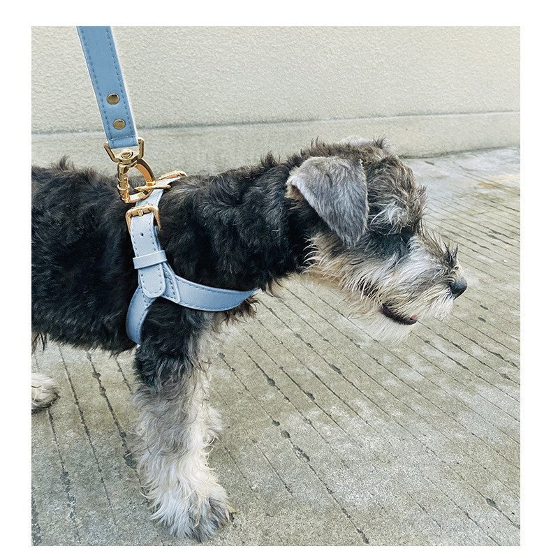 Petit chien de race Schnauzer portant le harnais Rocky en cuir bleu ciel, illustrant la coupe ajustée au poitrail et la fixation solide de la laisse assortie.