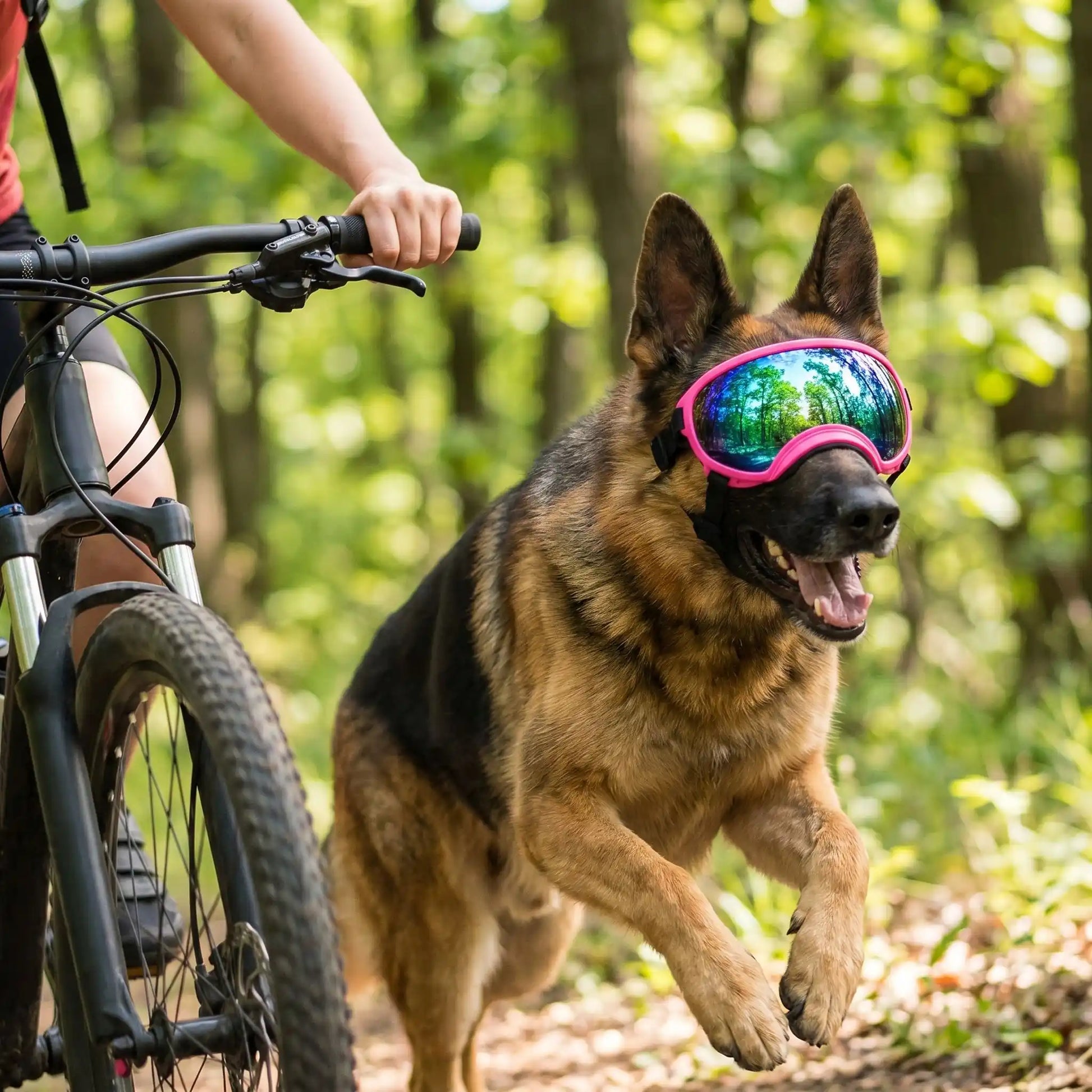 Berger Allemand courant aux côtés d'un cycliste en forêt, portant des lunettes de protection roses MultiShades pour chien avec verres à effet miroir.