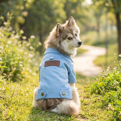 Petit chien de race Pomsky portant le manteau en denim bleu Billie, assis dans l'herbe sous une lumière ensoleillée, montrant le détail de l'écusson dorsal 'QICIONG Fashion to wear.