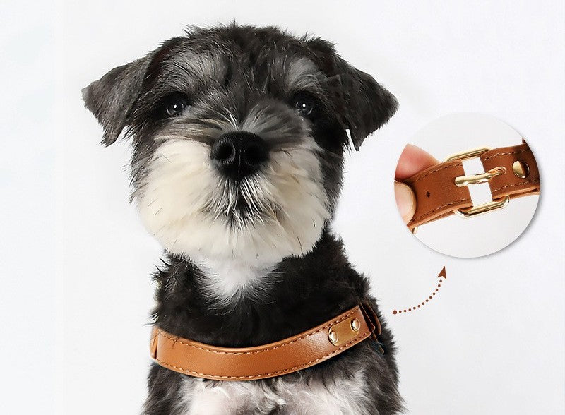 Gros plan sur un chiot Schnauzer portant le harnais Rocky en cuir couleur chocolat, avec une loupe montrant le détail de la boucle de réglage en métal doré pour un ajustement précis.