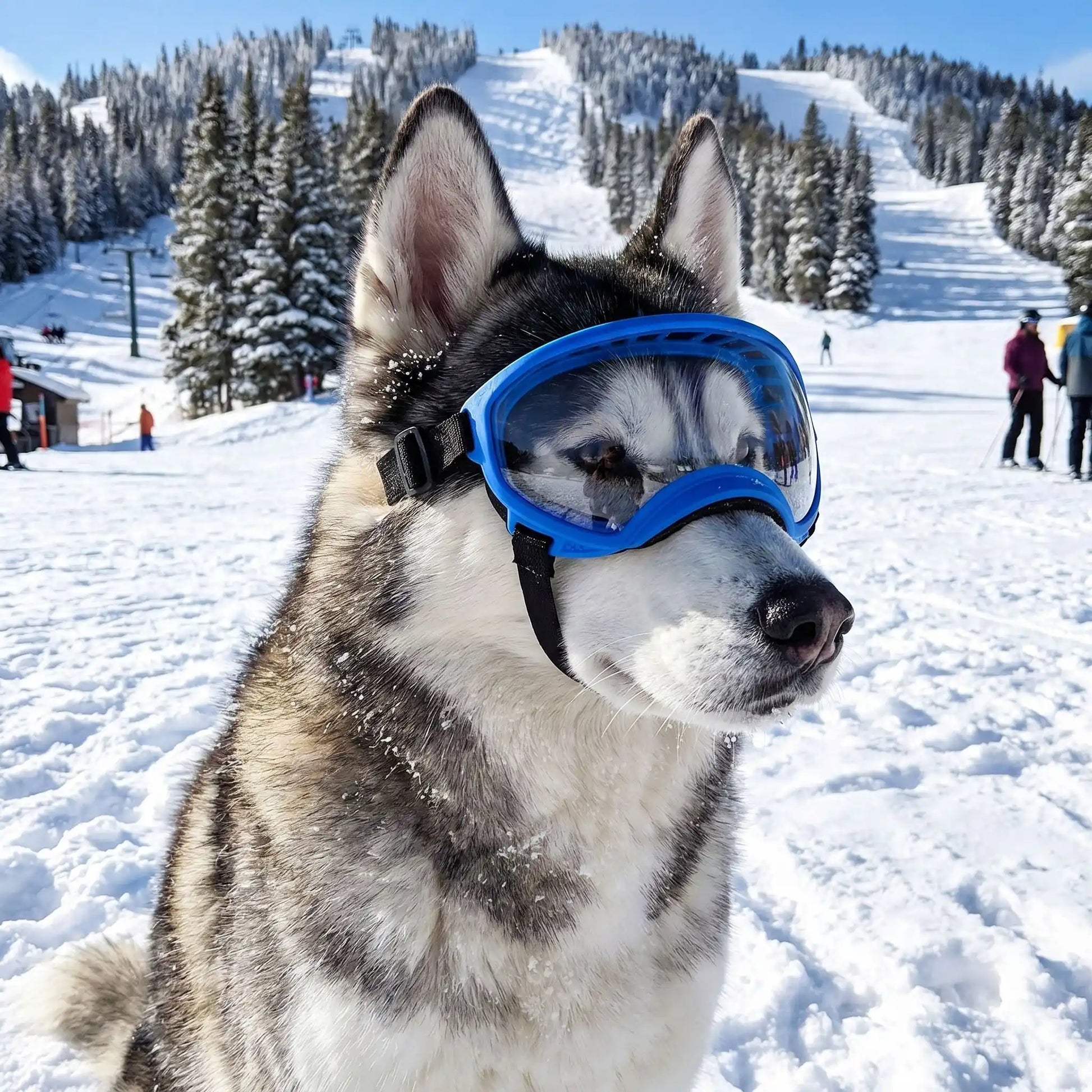 Husky sibérien portant des lunettes de protection bleues MultiShades pour chien, assis dans un paysage de montagne enneigé avec des skieurs en arrière-plan.