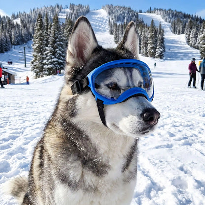 Husky sibérien portant des lunettes de protection bleues MultiShades pour chien, assis dans un paysage de montagne enneigé avec des skieurs en arrière-plan.