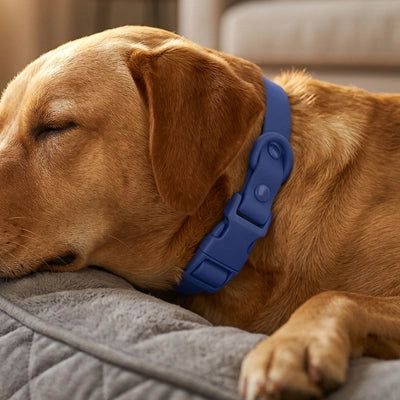 Chien de type Labrador marron endormi sur son coussin, portant le collier en PVC bleu réglable Kieran de Pitou et moi.