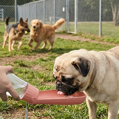 Un petit chien Carlin boit de l'eau dans le bol intégré de la gourde pour chien Hydra rose pâle, tenue par une main dans un parc à chiens.