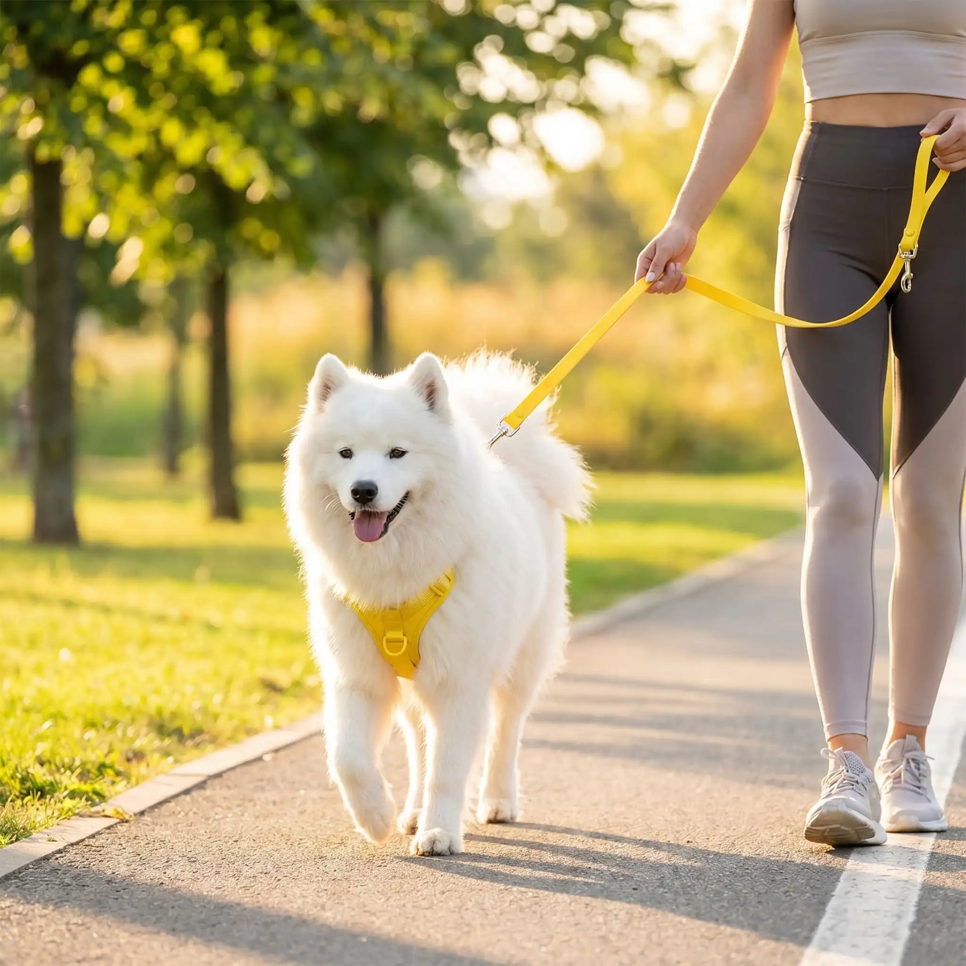 Ensemble confort 3 pièces pour chien : harnais et laisse en PVC jaune portés par un chien blanc lors d'une promenade en extérieur.