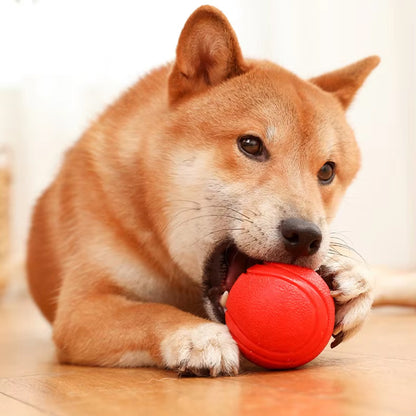 Un chien de race Shiba Inu en train de mordiller joyeusement une balle rouge ultra-résistante en caoutchouc, posée sur le sol.