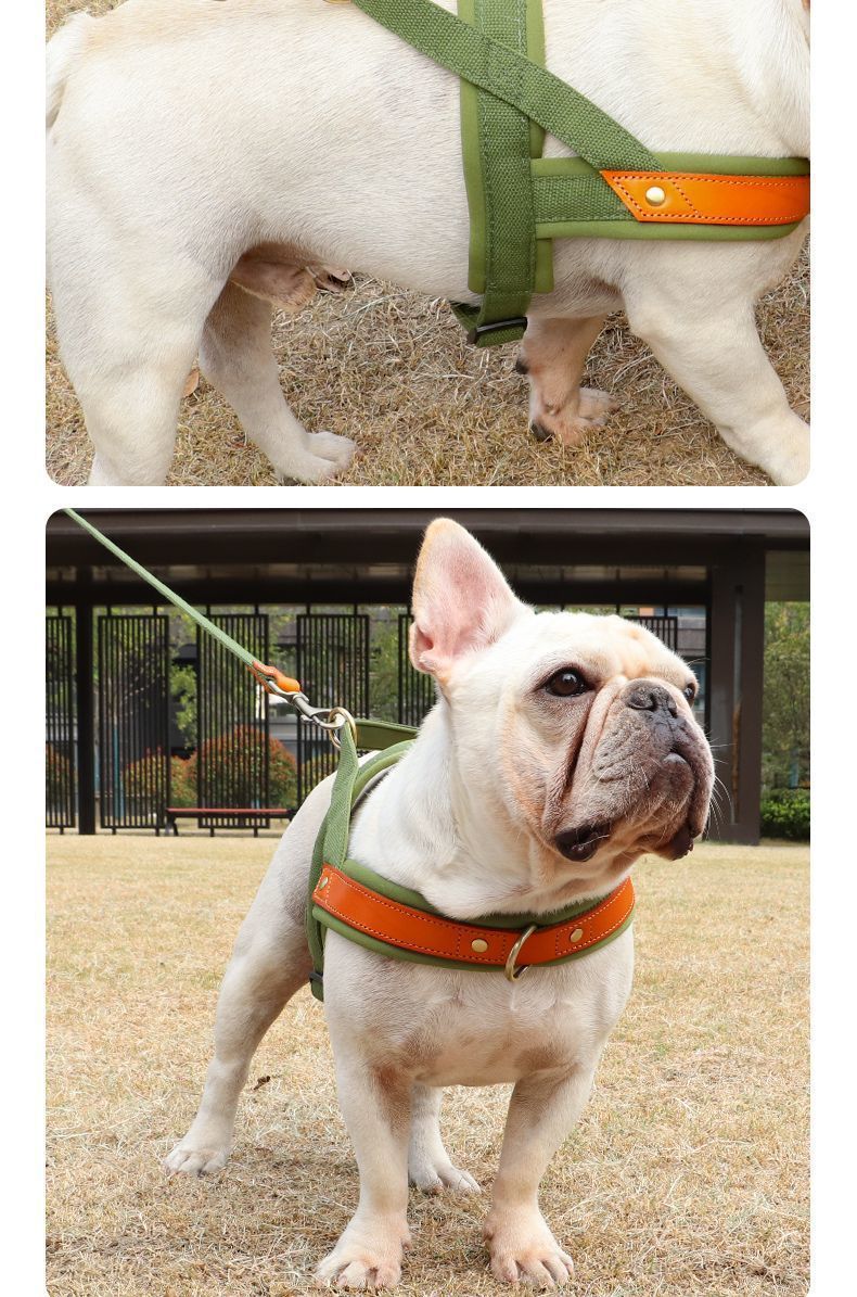 Bouledogue français (Frenchie) portant le harnais anti-traction Rex en tissu vert avec empiècement orange, illustrant le confort au poitrail et la laisse assortie lors d'une sortie en extérieur.