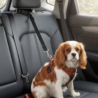 Laisse pour chien| Trixie