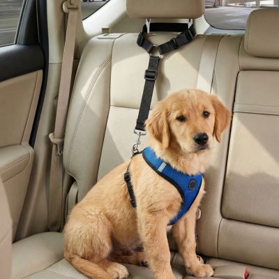 Laisse pour chien| Trixie