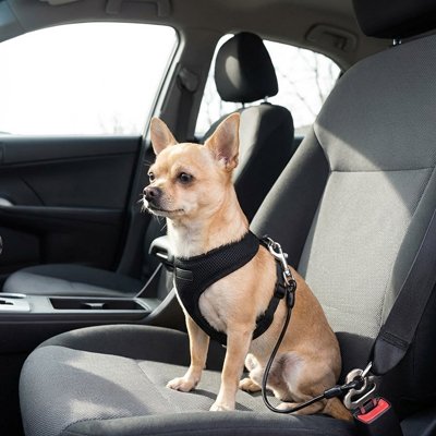 Ceinture de sécurité pour chien 