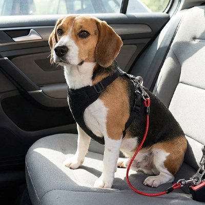 Ceinture de sécurité pour chien 