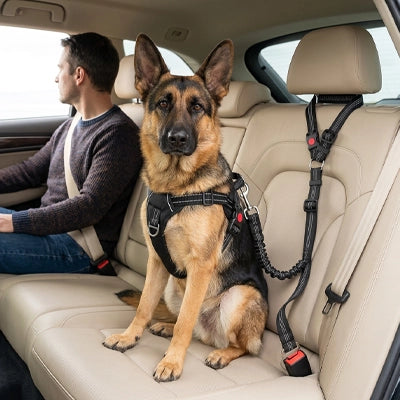 Un chien Berger Allemand assis sur le siège arrière d'une voiture, attaché en toute sécurité avec une laisse ceinture de sécurité noire reliée à son harnais.