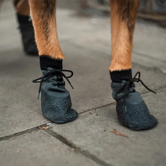 Gros plan sur les pattes d'un chien portant des chaussures Paw Control noires, montrant le tissu en tricot ajusté, les lacets de serrage et la semelle antidérapante sur un sol urbain.
