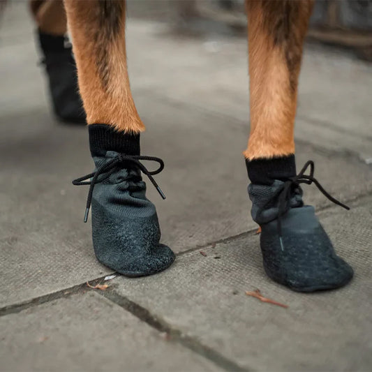 Gros plan sur les pattes d'un chien portant des chaussures Paw Control noires, montrant le tissu en tricot ajusté, les lacets de serrage et la semelle antidérapante sur un sol urbain.
