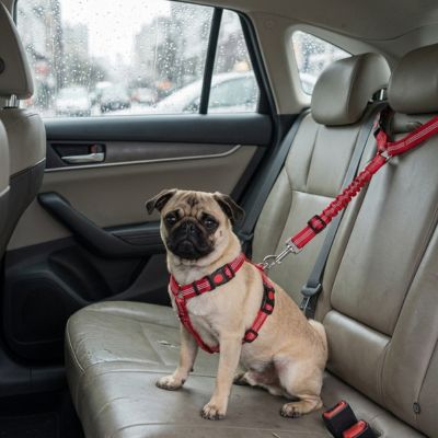 chien attaché avec une laisse de sécurité pour voiture
