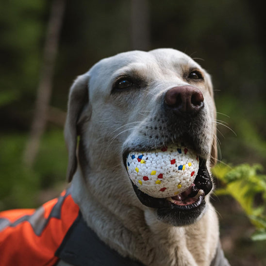 Chien Labrador portant une balle ultra-résistante blanche à motifs colorés dans sa gueule, illustrant la durabilité du jouet Pitou et moi.