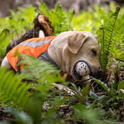 Jouet robuste pour chien en pleine nature : balle indestructible blanche à motifs testée en forêt par un Labrador actif