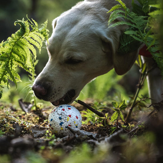 Jouet robuste pour chien en pleine nature : balle indestructible blanche à motifs testée en forêt par un Labrador actif