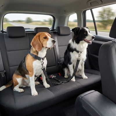 Deux chiens (un Beagle et un Border Collie) attachés sur la banquette arrière d'une voiture avec la ceinture de sécurité double DuoPack