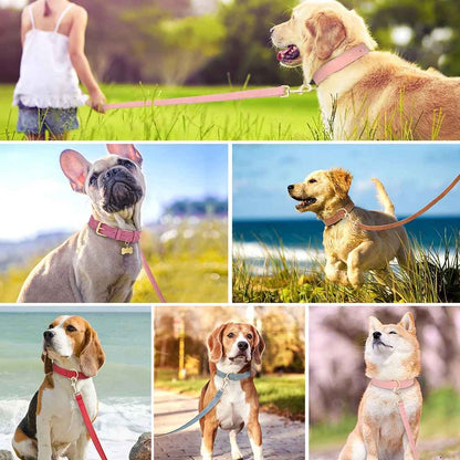 Montage photo montrant l'ensemble collier et laisse Josette porté par différentes races : Golden Retriever, Bouledogue Français, Beagle et Shiba Inu dans divers coloris.