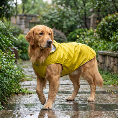 Chien Golden Retriever portant un manteau imperméable jaune avec bandes réfléchissantes, marchant à l'extérieur sous la pluie.