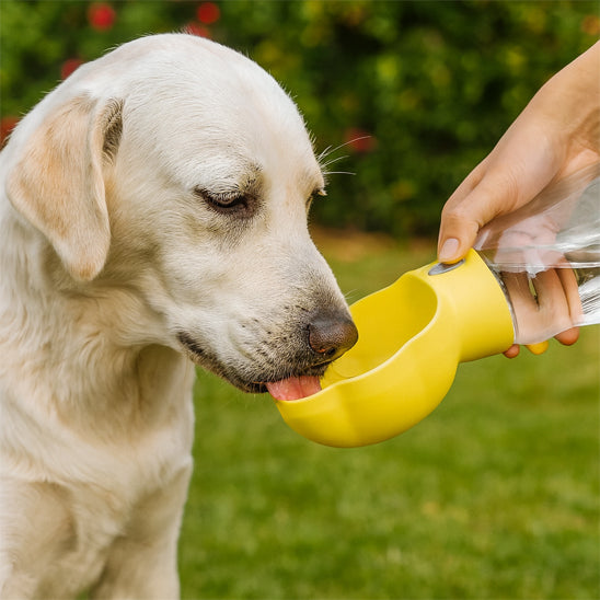 Chien Labrador buvant de l'eau dans le réceptacle jaune de la gourde Pawfect 2 en 1, illustrant la facilité d'abreuvage et le design ergonomique du distributeur lors d'une sortie en extérieur.