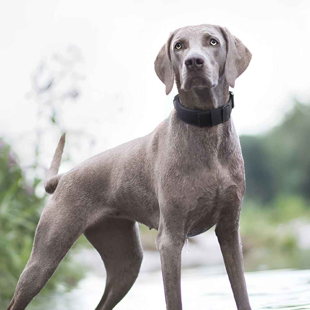 Chien de race Braque de Weimar portant le collier tactique noir robuste, idéal pour les grands chiens sportifs en extérieur.