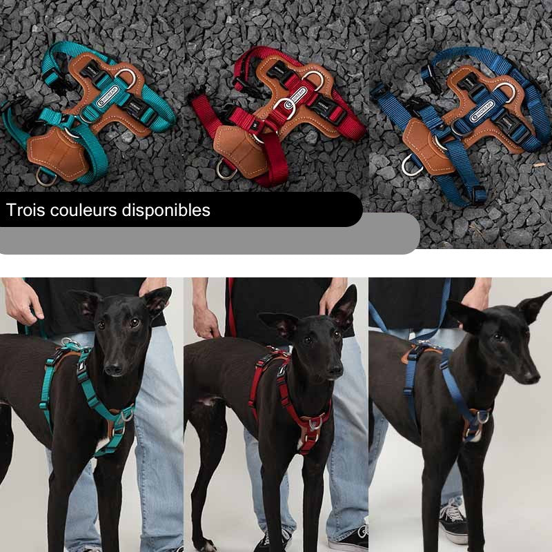 Comparatif des 3 couleurs du harnais anti-traction Zuma : turquoise, rouge et bleu, présentés à plat et portés par un chien
