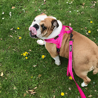 Harnais rose fuchsia pour bouledogue, modèle rembourré anti-traction avec anneau en métal, accessoire de promenade robuste et confortable, boutique Pitou et moi.