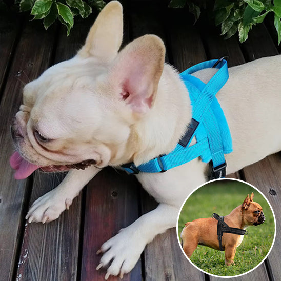 Harnais anti-traction pour petit chien Confort Nuage, coloris bleu turquoise et noir, accessoire de promenade rembourré et réglable pour bouledogue, boutique Pitou et moi.