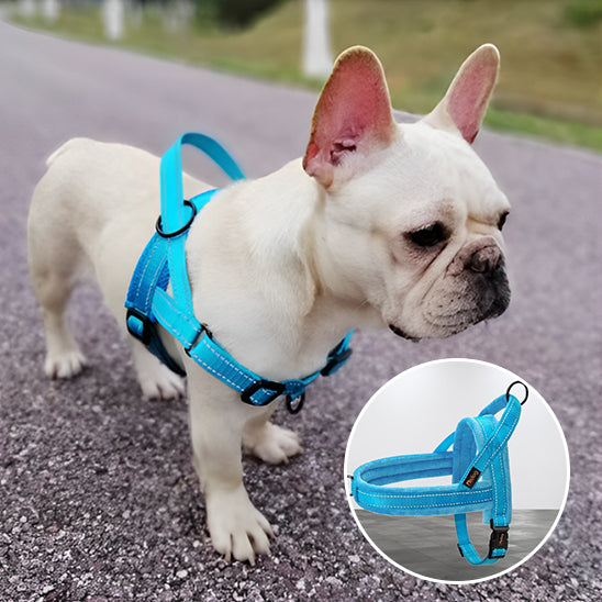 Harnais anti-traction pour petit chien, modèle bleu turquoise réglable avec rembourrage doux et bandes réfléchissantes pour la sécurité nocturne, boutique Pitou et moi.