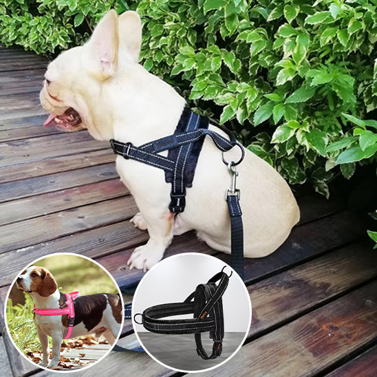 Harnais noir pour bouledogue français, modèle Confort Nuage anti-traction et rembourré, accessoire de promenade sécurisé pour chien de petite taille, boutique Pitou et moi.