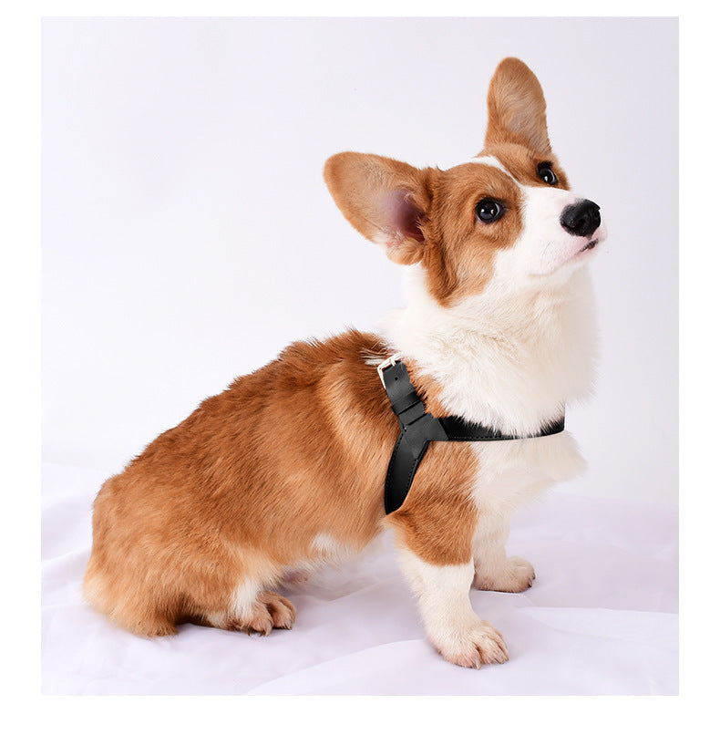 Chien de race Corgi gallois portant le harnais Rocky en cuir noir, illustrant l'ajustement parfait pour les chiens à pattes courtes et le contraste élégant du cuir sur le pelage roux et blanc.