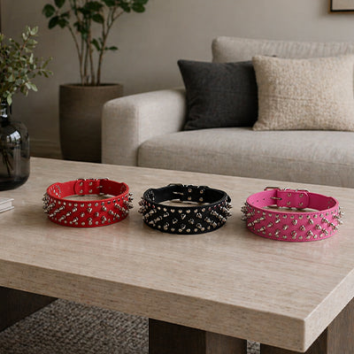 Collier chien| Titan