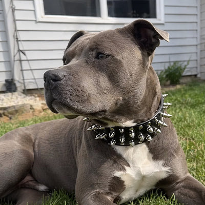 Collier chien| Titan