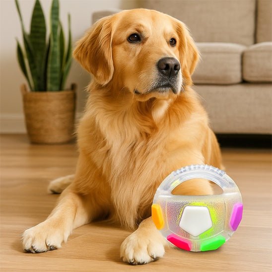 Un chien Golden Retriever est assis à l'intérieur sur un plancher de bois, posant ses pattes avant derrière la Squickie Ball, un jouet pour chien transparent en forme de ballon de football américain avec une poignée et des facettes colorées.