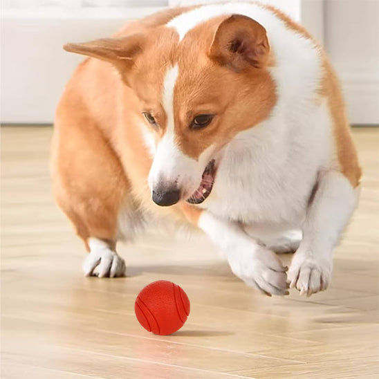 Un chien Corgi en mouvement sur un plancher de bois, s'apprêtant à attraper une balle rouge en caoutchouc.