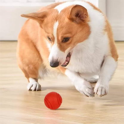 Un chien Corgi en mouvement sur un plancher de bois, s'apprêtant à attraper une balle rouge en caoutchouc.