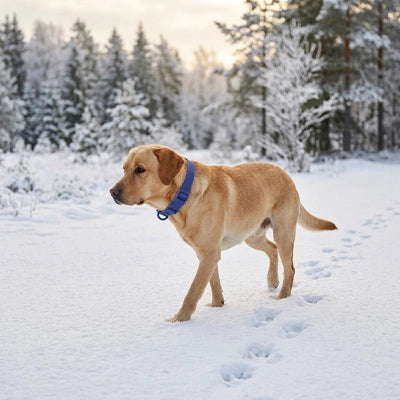 Chien Labrador beige portant le collier en PVC bleu ajustable Kieran de Pitou et moi, marchant dans la neige en forêt.