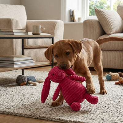 Chiot Labrador chocolat tenant dans sa gueule le jouet lapin en velours côtelé rouge rose de la collection La Peluche de Pitou.
