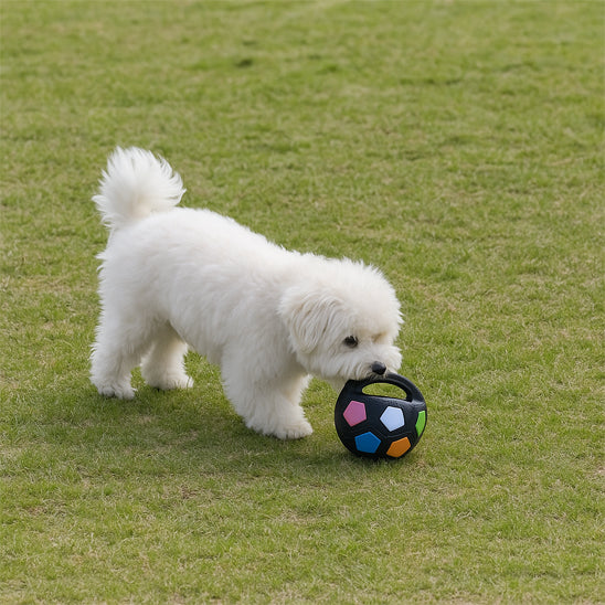 Un petit chien blanc de race Bichon est debout sur une pelouse verte, penché en train de jouer avec la Squickie Ball, un jouet pour chien noir en forme de ballon de football américain doté d'une poignée et de facettes colorées.