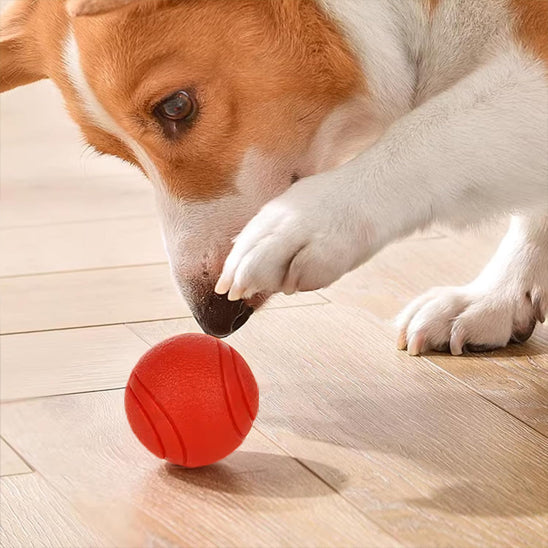 Chien Corgi jouant avec une balle rouge indestructible en caoutchouc pour chien - Pitou et moi.
