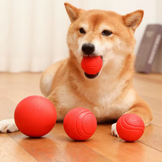 Chien Shiba Inu jouant avec des balles rouges ultra-résistantes en caoutchouc pour chien - Pitou et moi.